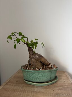 Bonsai v keramike ficus a čaj fuki - 3