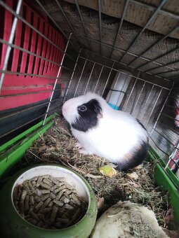 Darujeme morčátka - 3