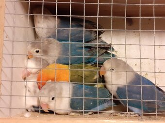 Agapornis fischer - predaj, výmena - 3