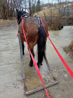 Predám ťažného valacha - 3