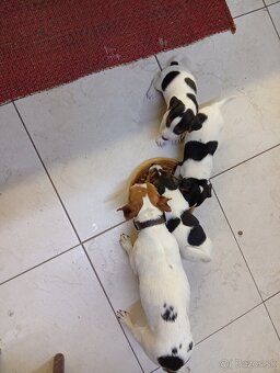 Jack russell - 3