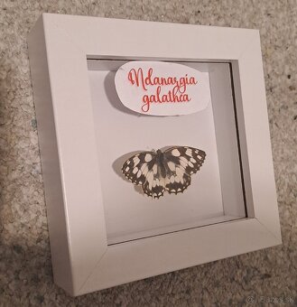 Motýľ v rámiku, dekorácia/zberateľstvo- Babôčka - 3