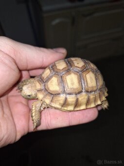 Korytnačka ostrohata SULCATA - 3