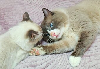 Ragdoll - 3