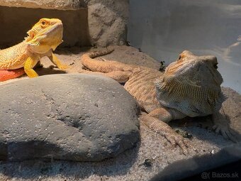 Agamy plus terarium - 3