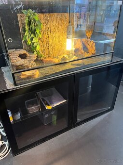 Agama bradata + terarium+skryna - 3