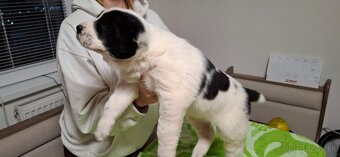 Stredoázijsky ovčiak - 3