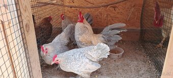 Milflerka izabelová - 3