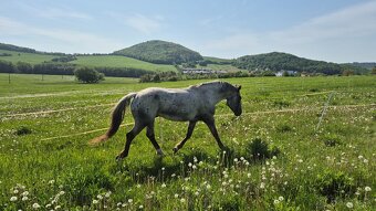 Appaloosa pripúšťanie - 3