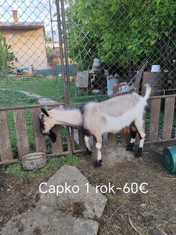 Ruším chov kôz. - 3