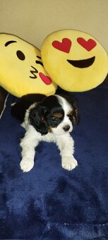 Cavalier - 3