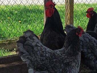 Predám kohúta Australorp modrá - 3