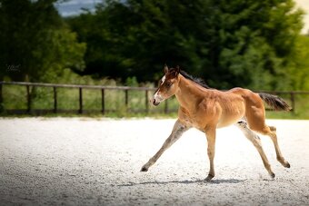 Bay hřebec American Quarter Horse, reining původ, matka s PE - 3