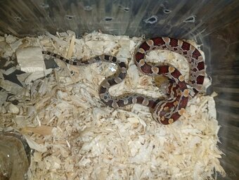 Užovka červená pantherophis guttatus - 3