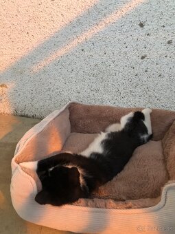 Darujem mačiatko - 3