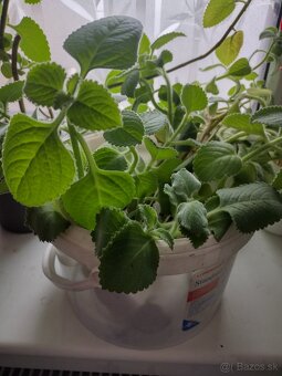 Nádchovník, rýmovník - 3