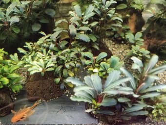 Predám rastlinky Bucephalandra - 3