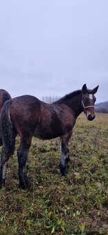 Ťažný žrebec - 3