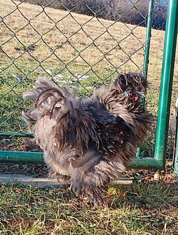 Hodvábničky kohúti - 3