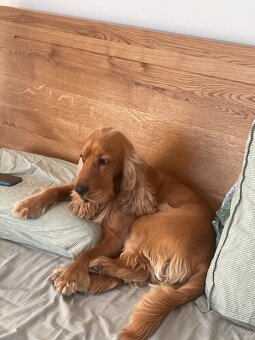 Anglicky kokeršpaniel na krytie - 3