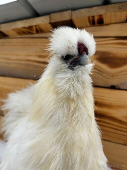 Kohút hodvabničky (Silkie) - 3