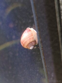 Slimák biely a ružový - 3