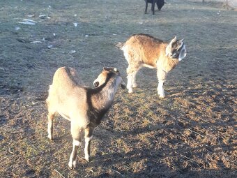 Predam capki 7 miesacy - 3