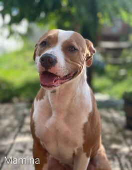 Red nose Pitbull - šteniatko - 3