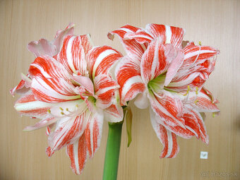 Hippeastrum Dancing Queen - 3