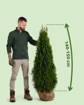 TUJE SMARAGD 220-250cm AKCIA 25€ - 3
