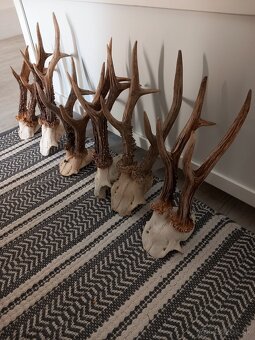 Srnčie trofeje na čielkach - 3