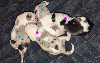 Border colia- blue merle - 3