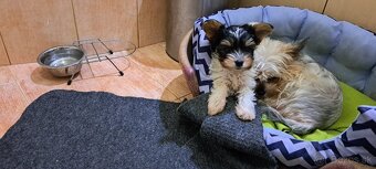 Yorkshire terier biewer - 3