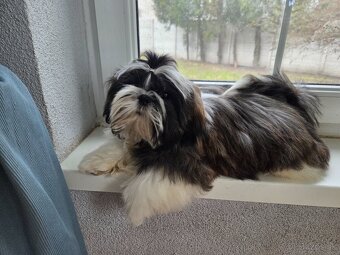 Šteniatka shih tzu s PP - 3