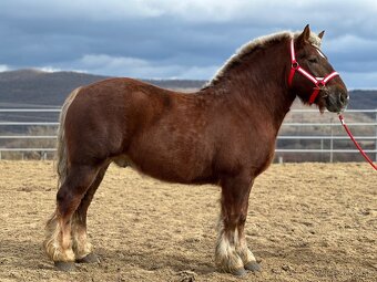 Švédsky ardén valach na predaj - 3