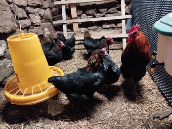 Marans medenokrke nv - 3