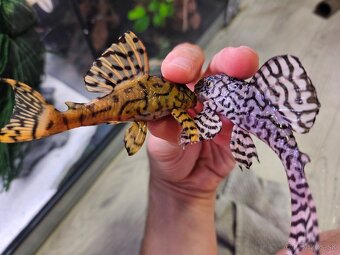 Pleco, Hypancistrus, Ancistrus long fin, sumce - 3