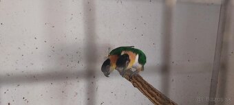Amazonik ciernotemenny - 3