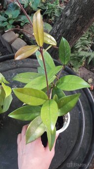 Voskovka -izbová rastlina - hoya - 3