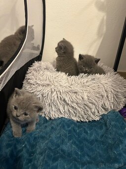 Britské mačiatka - 3