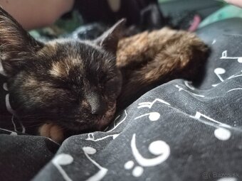 Darujem mačiatko URGENTNE - 3