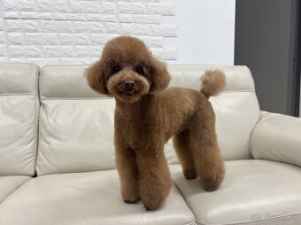 Bezplatné strihanie psov - 3