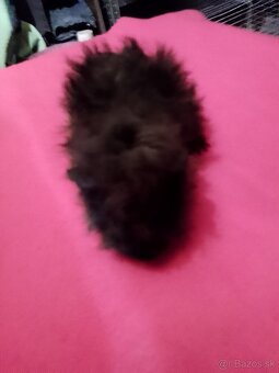 Morča Lunkaria-peruanec - 3