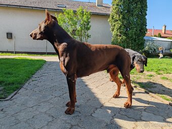 Doberman - 3