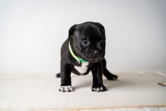 Staffordshire bullterrier - 3