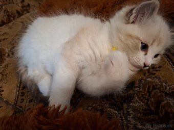 Ragdoll kocurik-seal lynx bicolour with blaze - 3