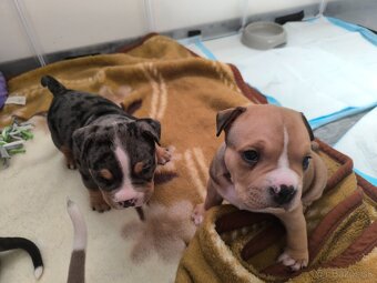 American bully pocket - 3