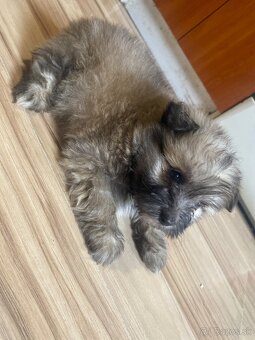 Predám šteniatko špic -pomeri - 3