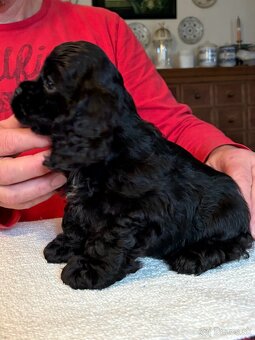 Americký kokerspaniel - 3