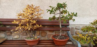 bonsai,bonsaj-DUB 7 - 3